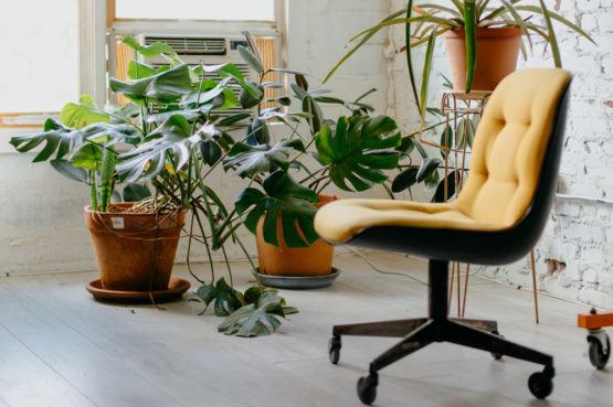 a yellow office chair next to green plants